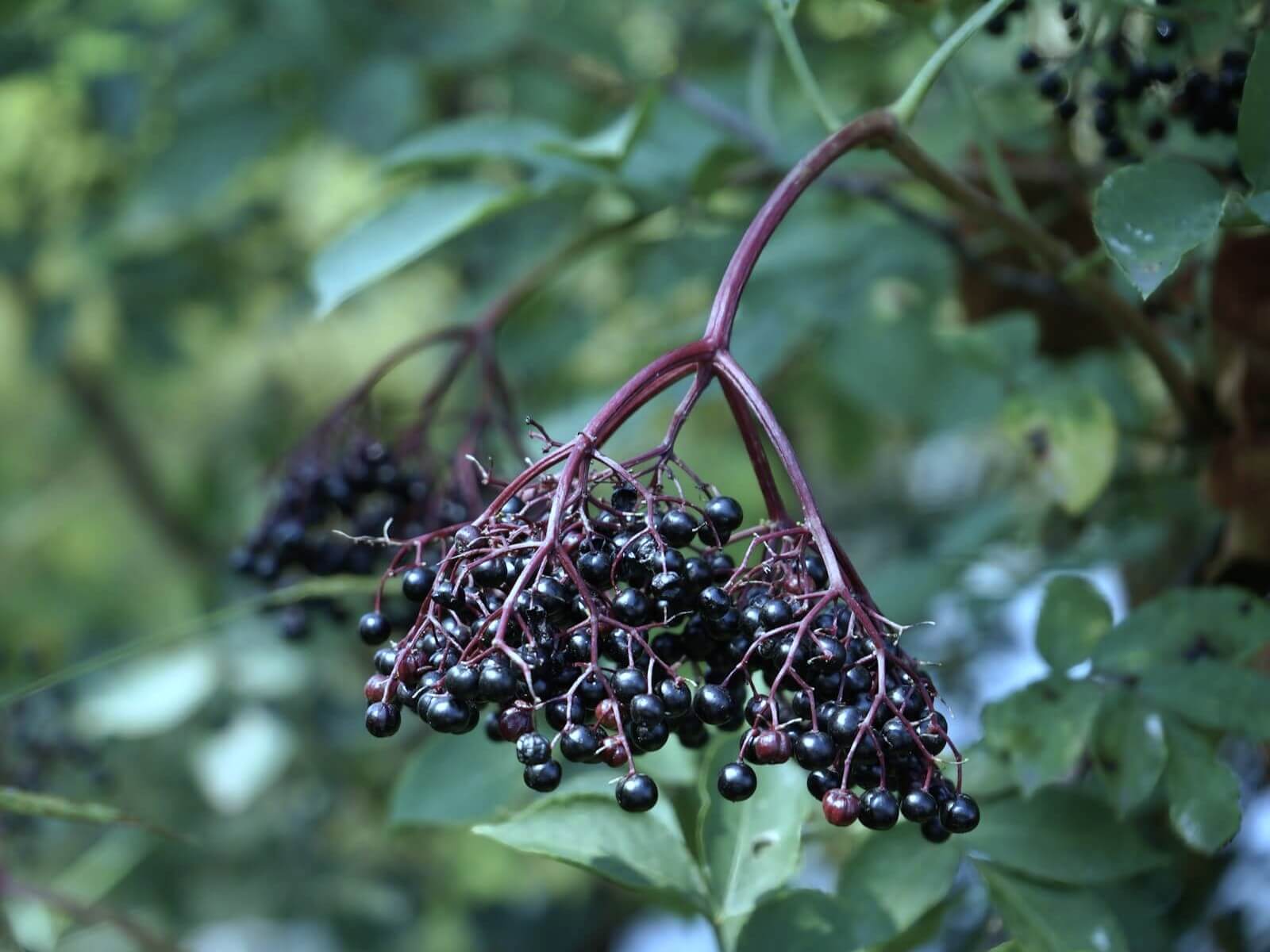 エルダーベリー elderberry
