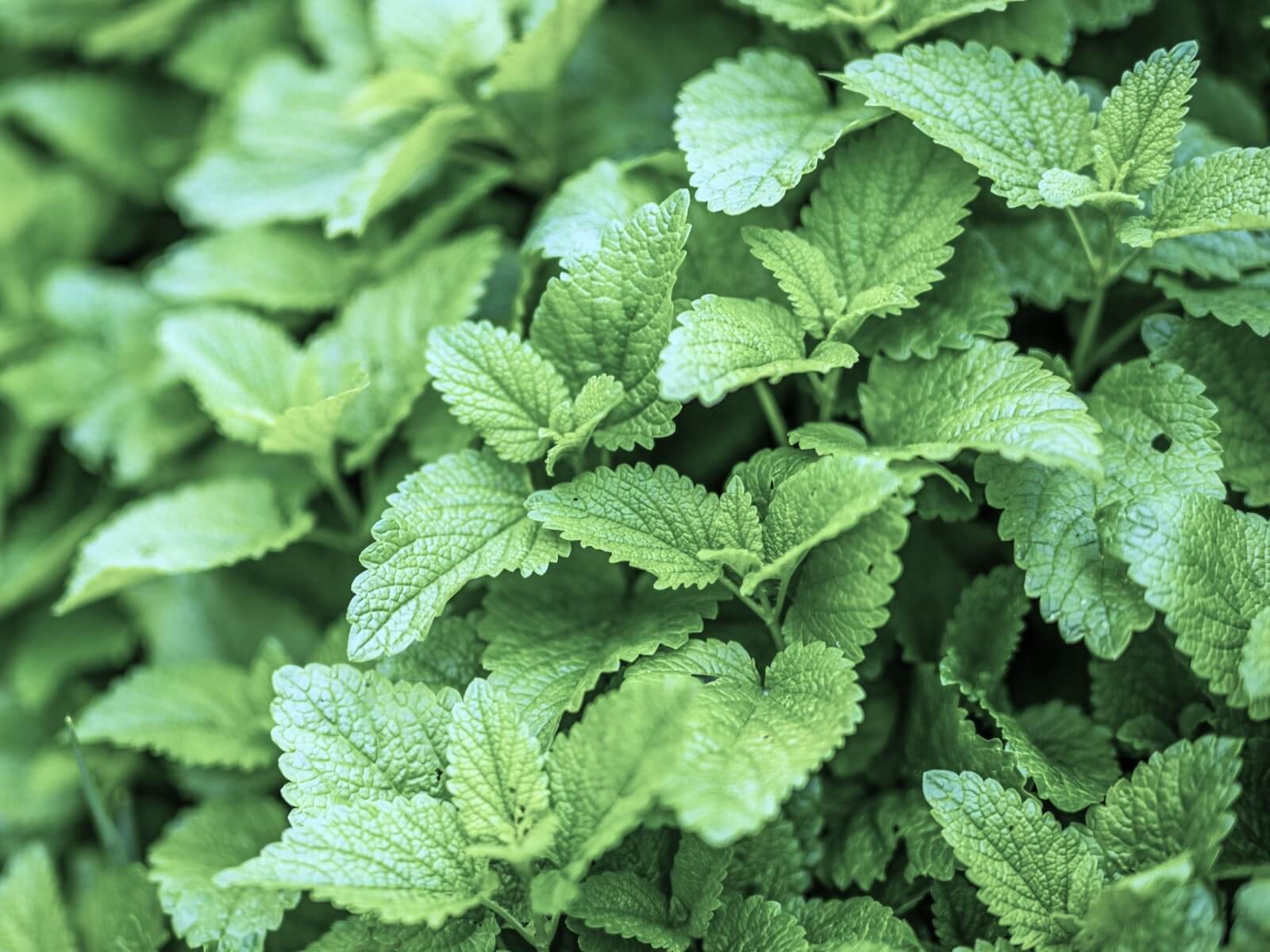 レモンバーム lemon-balm