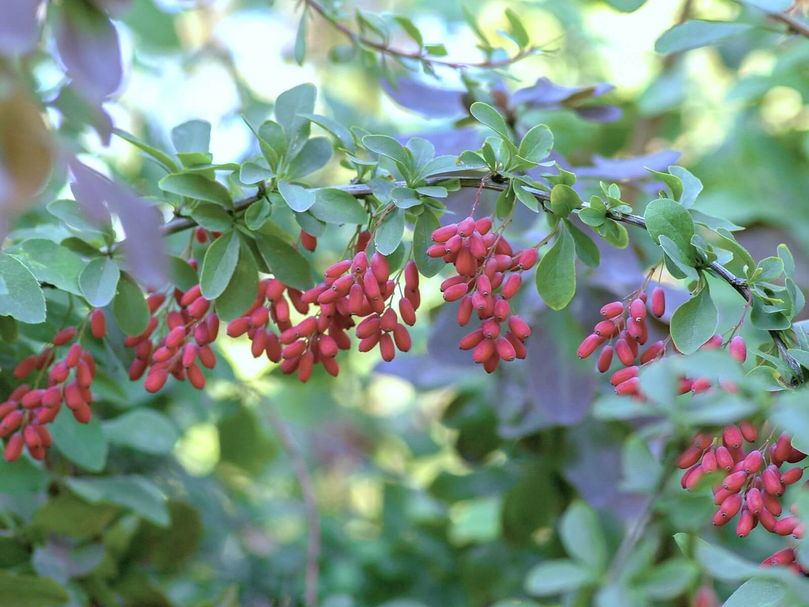 バーベリー　 barberry